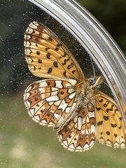 Boloria selene