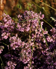 Erica hirtiflora