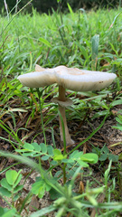 Amanita bisporigera