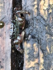 Pachygrapsus crassipes