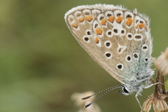 Polyommatus thersites
