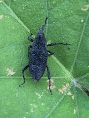 Rhodobaenus