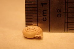 Daedalochila jacksonii