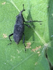 Rhodobaenus