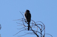Aphelocoma californica