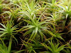 Polytrichastrum alpinum
