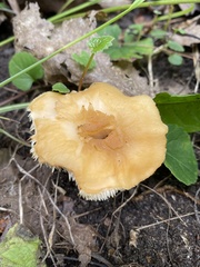 Hydnum umbilicatum