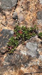 Sibbaldiopsis tridentata