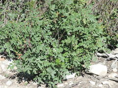 Sorbus scopulina