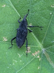 Rhodobaenus