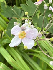 Eriocapitella hupehensis