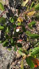 Aronia melanocarpa