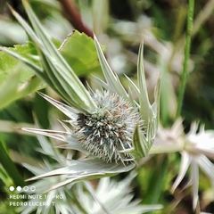 Eryngium