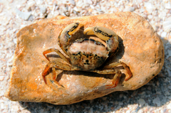 Rhithropanopeus harrisii