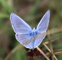 Polyommatus thersites