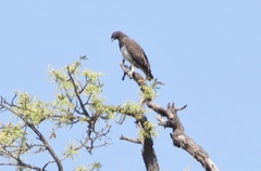 Polemaetus bellicosus