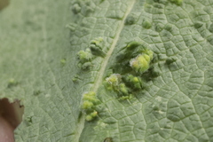 Pterygota