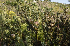 Protea repens