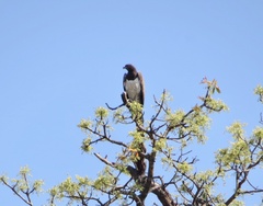 Polemaetus bellicosus