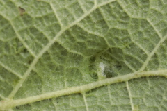 Pterygota