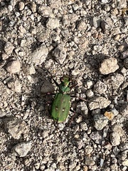 Cicindela campestris