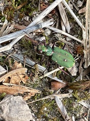 Cicindela campestris