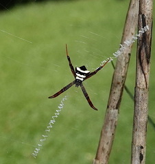 Argiope reinwardti
