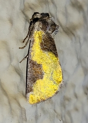 Chalcopasta fulgens