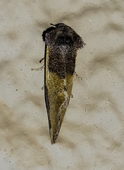 Chalcopasta fulgens