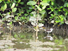 Fluvicola nengeta