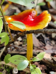 Hygrocybe cuspidata