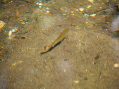 Micropterus dolomieu