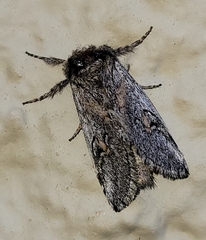 Astiptodonta aonides