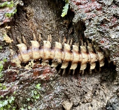 Nyssodesmus python