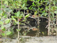 Jacana jacana