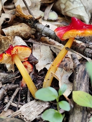 Hygrocybe cuspidata