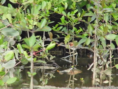 Jacana jacana