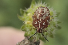 Carpocoris