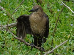 Quiscalus major westoni