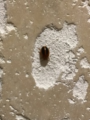 Prionocyphon limbatus