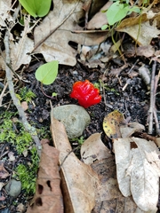 Hygrocybe cuspidata