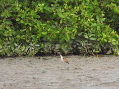 Jacana jacana