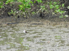 Fluvicola nengeta