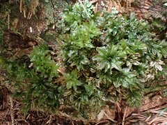 Mnium spinosum