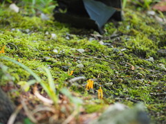Clavariaceae
