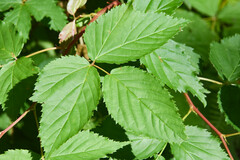 Rubus canadensis