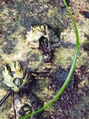Hexanauplia