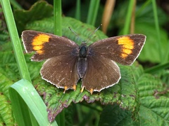 Thecla betulae