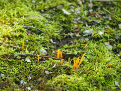 Clavariaceae