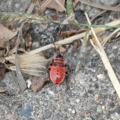 Pyrrhocoris apterus